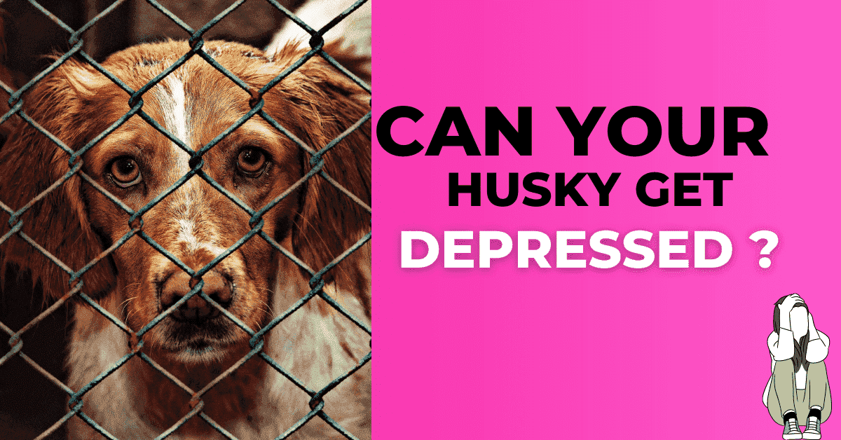Huskies Get Depressed