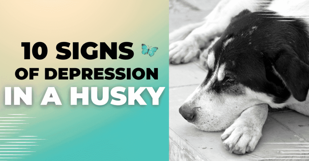 10 Signs of Depression in a Husky