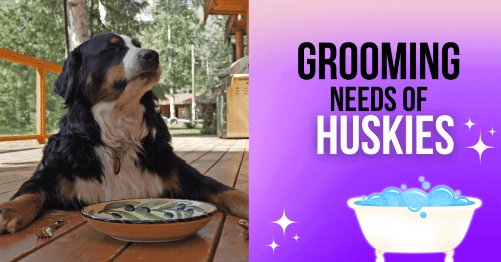 Grooming Needs of Huskies