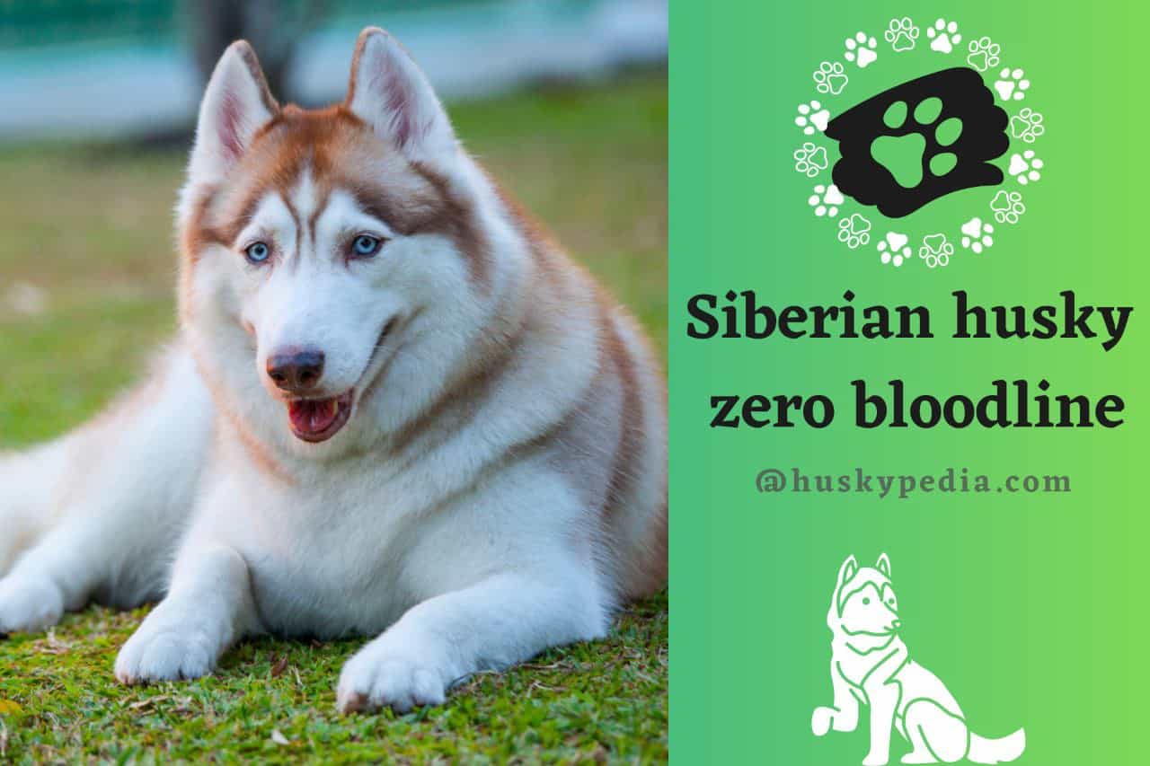 husky zero blood line