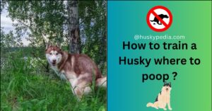 train a husky where to poop
