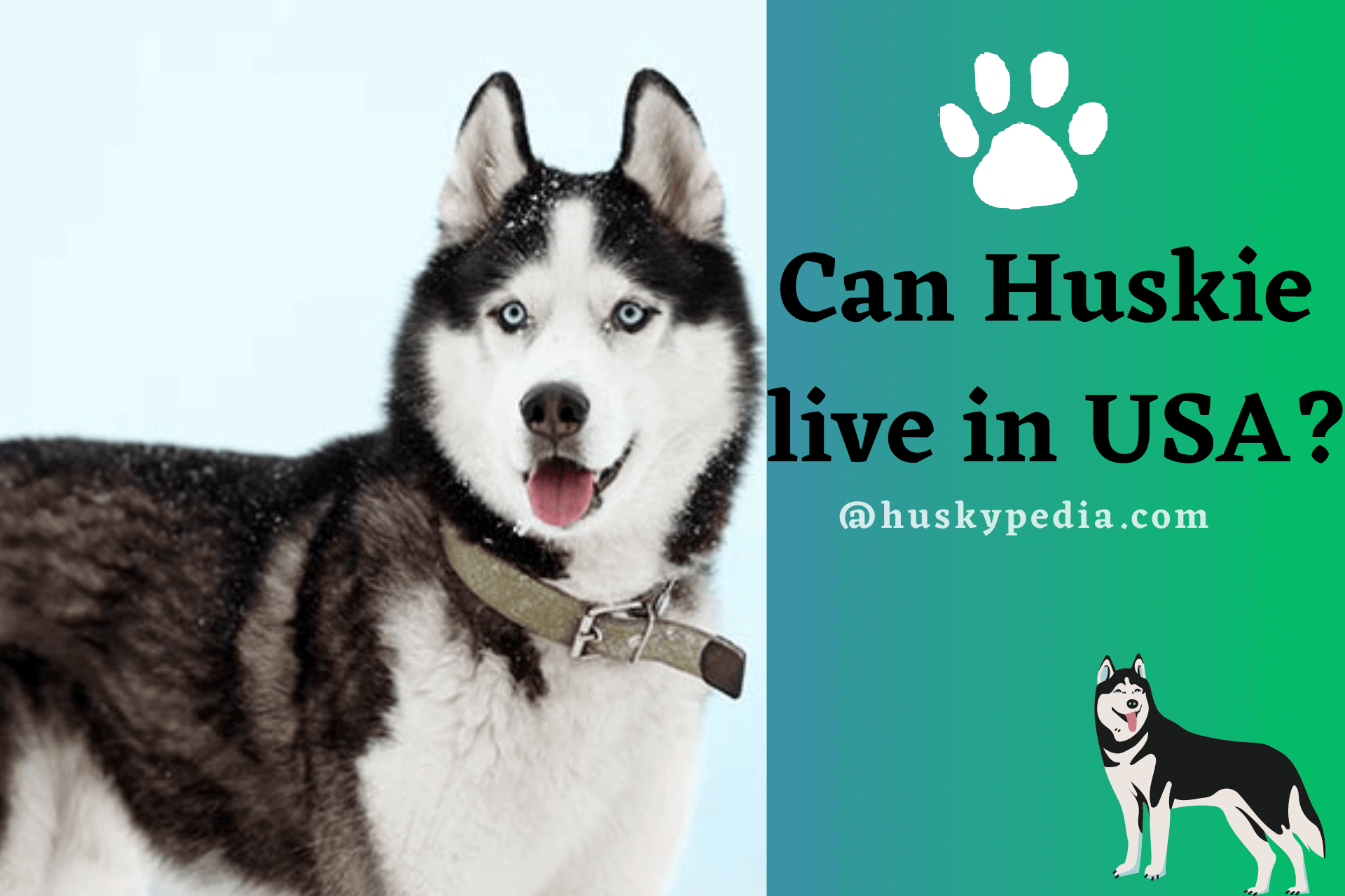 Husky live in USA