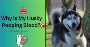 husky pooping blood